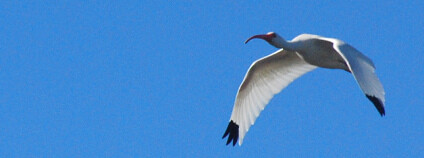 Badatelé zatím neznají přesný mechanismus, který toto chování způsobuje. Foto: Adam Fagen / Flickr.com