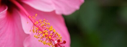 Ibišek Hibiscus fragilis Foto: Estitxu Carton Flickr