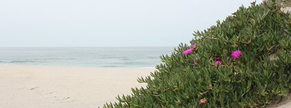 Kosmatcovníky mají atraktivní květy a snadno se vegetativně rozrůstají. Foto: Ana Novoa Botanický ústav AV ČR