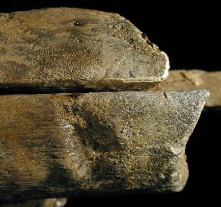 Spodní čelist ichtiosaura s vyhojeným zraněním.