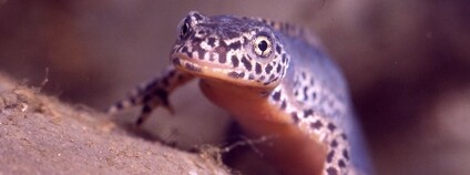 Čolek horský Foto: Eberhard 'Dino' Frey Flickr