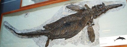 Ichtyosaurus Foto: Ghedoghedo Wikimeda Commons