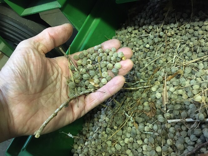 Semenářský závod v Týništi nad Orlicí vnikl v roce 1971 a je největším svého druhu v Česku. Loňského semenného roku lesníci využili a po celé zemi sebrali téměř 237 tun žaludů dubů letního a zimního, 75 tun bukvic, přes čtyři tuny javoru klenu a téměř tři tuny plodů a semen ostatních listnáčů, například lípy, habru či ostatních javorů.