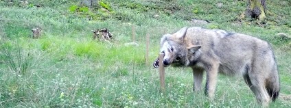Foto:  Radim Plhal / Ústav ochrany lesů a myslivosti