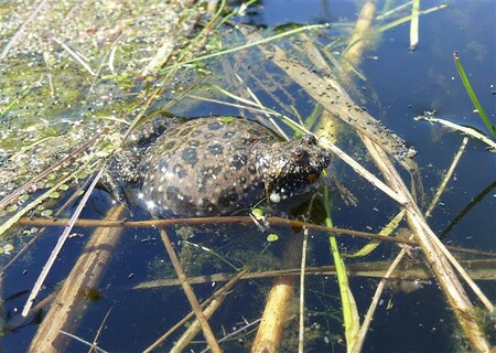 Kraj Vysočina spravuje 152 maloplošných chráněných území, počet se postupně zvyšuje.