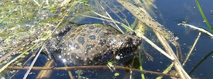 foto: Jaromír Maštera kr-vysocina.cz