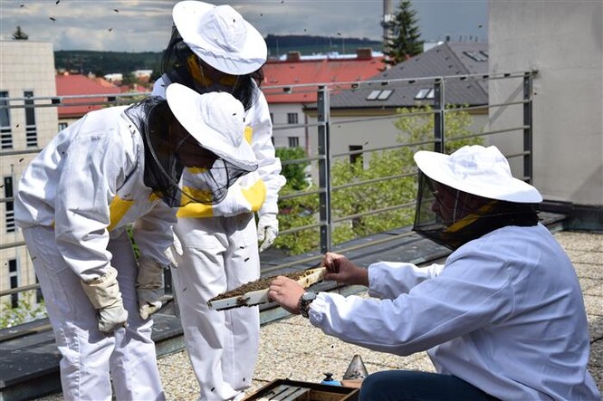Včelstva na střeše sídla Kraje Vysočina v Jihlavě.