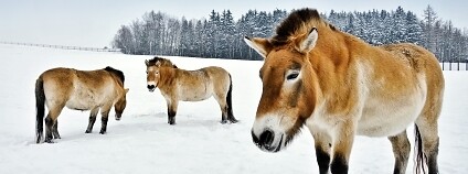 kůň Převalského Foto: Miroslav Bobek Zoo Praha