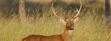 Foto: Jan Pluháček