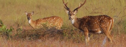 Foto:  Jan Pluháček