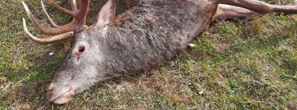 Foto: Lesy České republiky