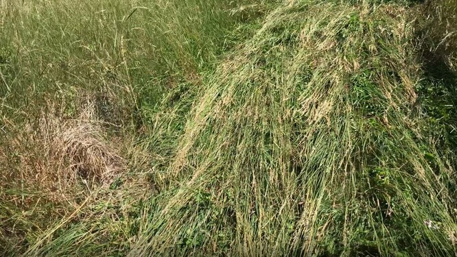Navzdory vyzrálosti vegetace a tuhosti vysokých stébel ovsíku nevypadalo poválení vegetace špatně. Původním záměrem bylo dřívější nasazení nožového válce těsně před rozkvětem a metáním vysokých trav a tím i omezení produkce pylových alergenů.