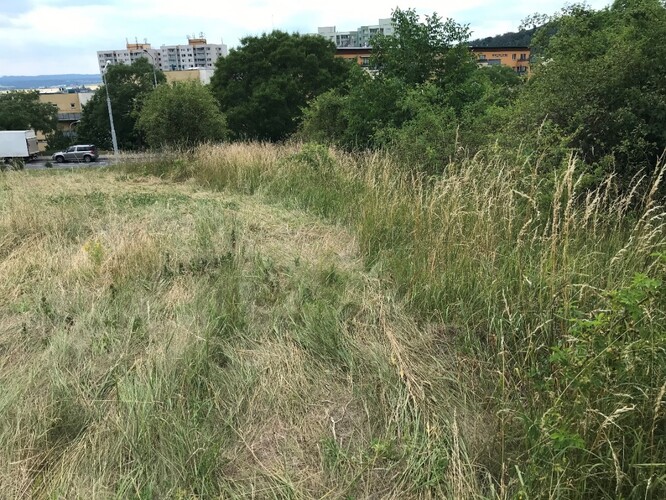 Vzhled stejného místa cca jeden měsíc po zásahu.