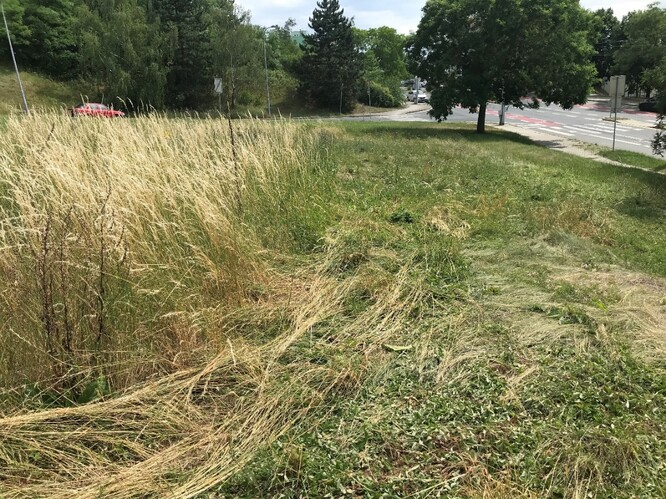 V místech s původně nižší vegetací, bez přítomnosti vysokostébelných trav, se přejezd nožovým válcem téměř neprojevil.
