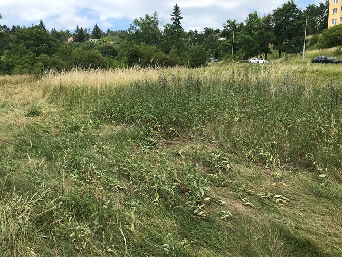 Viditelné oslabení regenerace pcháče osetu v popředí snímku.