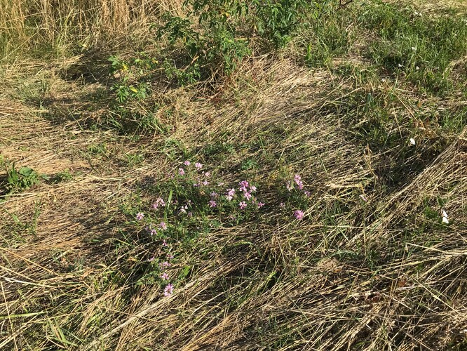 Prorůstající čičorka pestrá v květu.