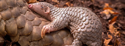 Luskouní mládě v pražské zoo. Foto: Miroslav Bobek