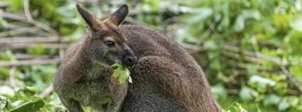 Foto: Petr Hamerník / Zoo Praha