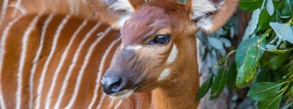 Foto: Miroslav Bobek / Zoo Praha