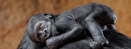 Foto: Miroslav Bobek / Zoo Praha