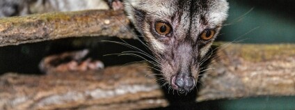 Foto: Miroslav Bobek / Zoo Praha