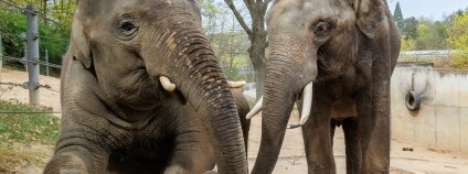 Foto: Miroslav Bobek / Zoo Praha