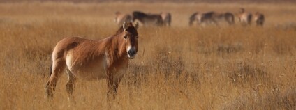 Foto: Miroslav Bobek / Zoo Praha