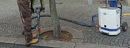 Stromy v historickém centru dostaly posilující injekce Foto: Pardubice.eu