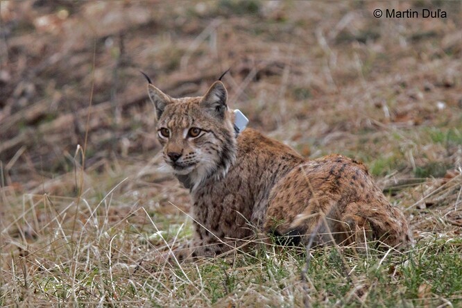 Mapa pohybu mladého rysího samce Emana za necelý rok sledování pomocí satelitní telemetrie.