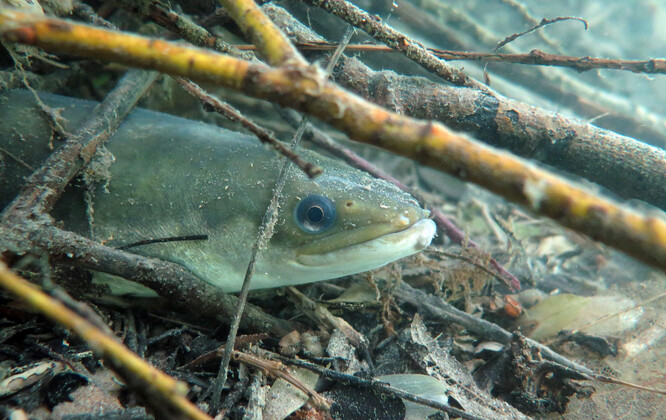 Úhoř se dokáže přesunout z jedné vodní plochy do druhé po souši.