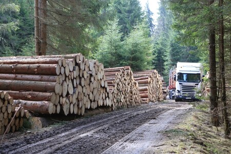 Turisté opět mohou na šumavskou Medvědí stezku u Nové Pece na Prachaticku. / Ilustrační foto