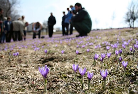 Šafrán není původní rostlinou, pravděpodobně se do Lačnova dostal z alpské oblasti v době napoleonských válek s krmivem pro koně či na vozech formanů.