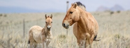 Foto: SPA Great Gobi