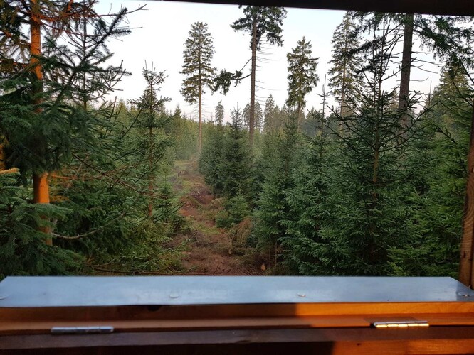 Střelecká linie v božídarských lesích z posedu.