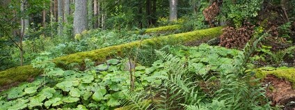 Foto: Štěpán Rosenkranz / NP Šumava