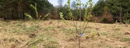 Foto: Správa městských lesů Benátky nad Jizerou