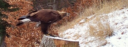 Foto: Záchranná stanice a Dům přírody Poodří