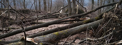 Foto: Michal Servus / Agentura ochrany přírody a krajiny