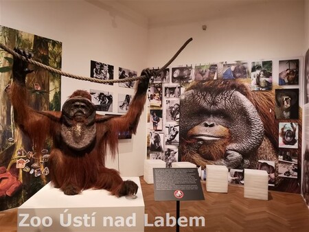 S oblíbeným orangutanem Ňuňákem (na obrázku) se mohou od 22.6.2018 setkat návštěvníci ústeckého muzea. Do svých sbírek získalo kosterní preparát a vycpané tělo zvířete, kterého nechala zoologická zahrada utratit kvůli závažné nemoci.