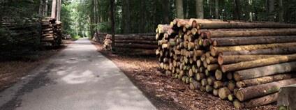 Skládka dřeva Foto: Zdeňka Kováříková Ekolist.cz