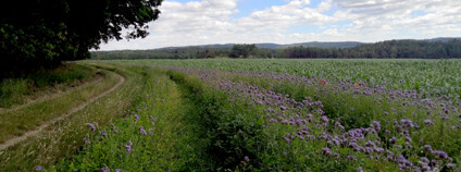 Svazenka vratičolistá Foto: Zdeňka Kováříková Ekolist.cz