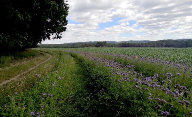 Svazenka vratičolistá na okraji pole na severním Plzeňsku. Svazenka se využívá zejména jako meziplodina na zelené hnojení nebo jako pícnina. Používá se i jako přerušovač osevních sledů.