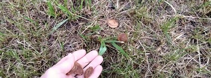 Foto: Martin Mach Ondřej / Ekolist.cz