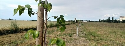 Foto: Martin Mach Ondřej / Ekolist.cz