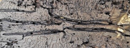 Kůrovcový požerek Foto: Zdeňka Kováříková Ekolist.cz