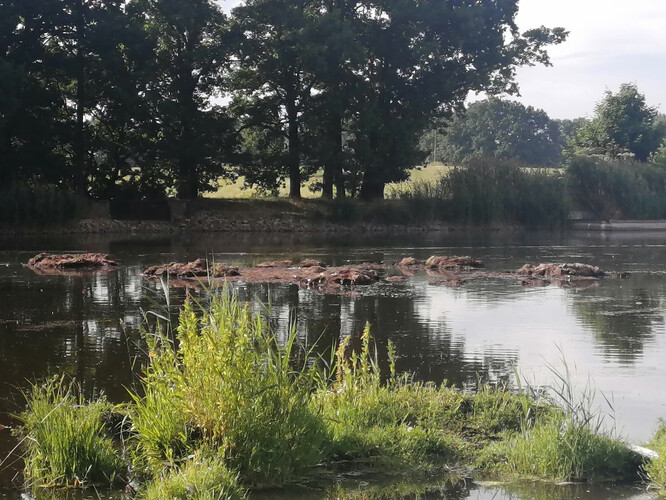 Rybník Beranov, kde jsou i v červenci (2023) „hezké“ kopky hnoje – kolorit jihočeské krajiny?