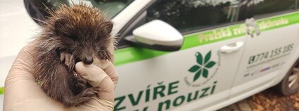 Pražská zvířecí záchranka Foto: Pražská zvířecí záchranka