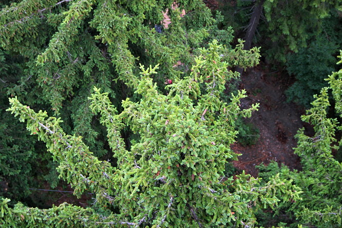 Smrky filtrují vzduch celý rok.