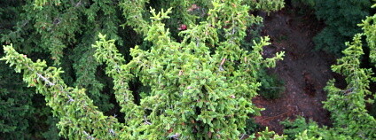 Foto: Martin Mach Ondřej / Ekolist.cz