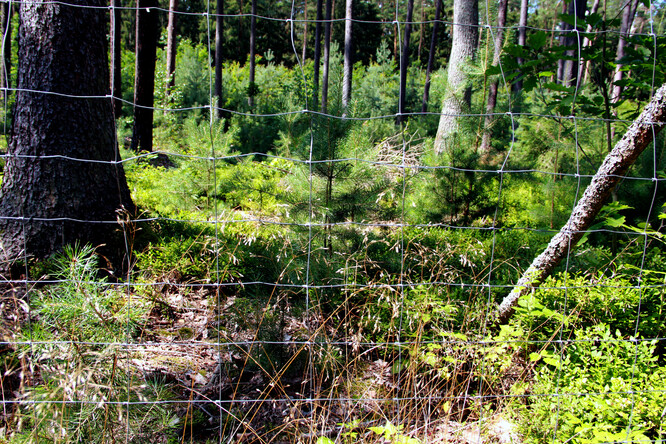 Oplocenky chrání mladé stromky před okusem zvěří.